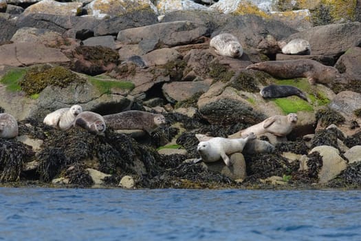 Fat seals group together whilst sunbathing on a rocky island of boulders. Unaltered scottish wildlife near the shores of the isle of raasay in summer