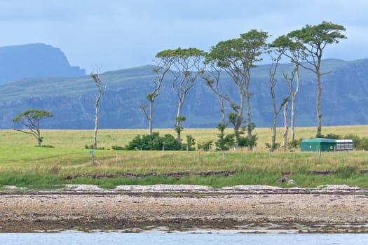 Striking line of unusual trees on the shoreline of a remote scottish island. Calm waters and rocky beach foreground with dramatic cliffs as background