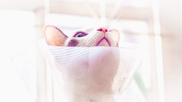 Cat with collar, cat after surgery, pain in cats, painful pets, Collar Cone Translucent Recovery Plastic Protective Collar Anti-Bite Lick Wound Healing Safe Comfort Protection Cat Comfy Cone Neck Collar Cover