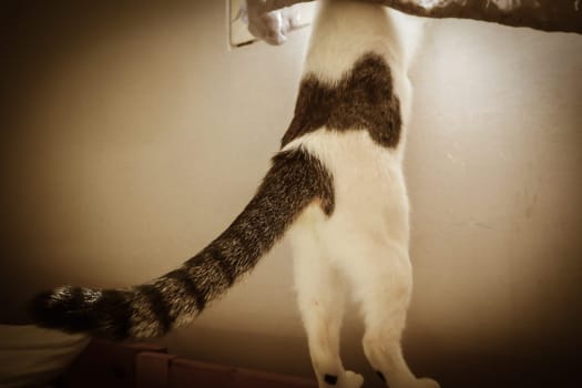Tail kitten adorable cat on window show curious feline animal. Cat stand behind linen curtain.