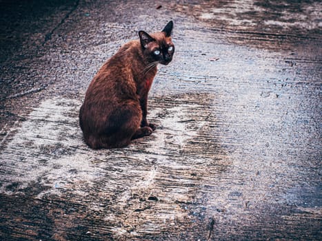 Brown cat with beautiful blue eyes on the street.