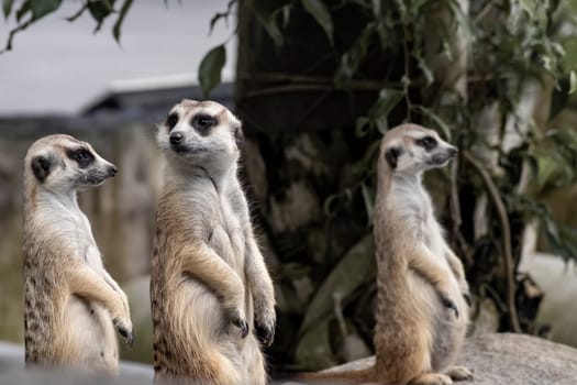Close up on three Cute meerkats that small animal its standing to alert look in forward on a small timber that put on nature rock ground with blur nature background.