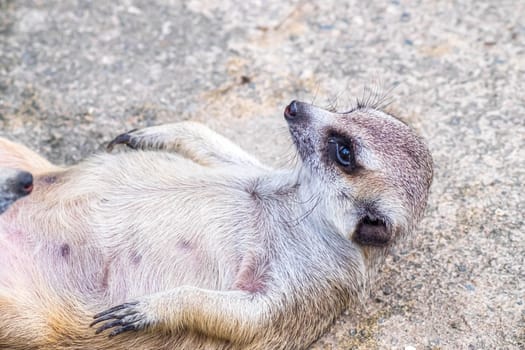 Cute meerkat suricata lie on ground relax time. Close-up Animal in nature wildlife.