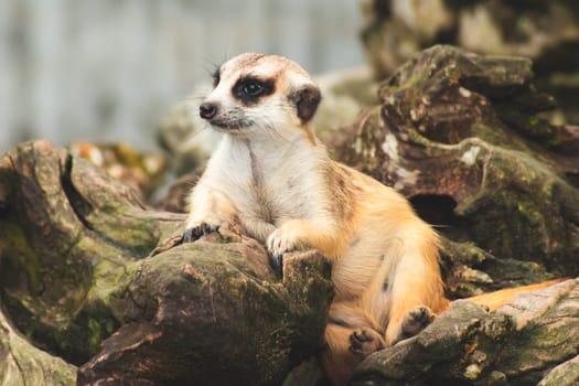 Cute meerkat suricata looking with curiousness on tree. Close-up Animal in nature wildlife.