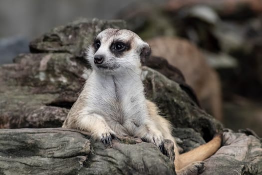 Close up cute relax meerkat (suricatta) that small animal lying or sit on log timber wood over blur nature background.
