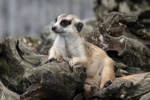 Cute meerkat that small animal its standing to alert look in forward on a small timber that put on brown sand or soil ground with blur nature background.