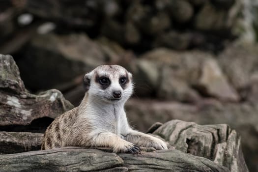 Close up cute relax meerkat (suricatta) that small animal lying or sit on log timber wood over blur nature background.