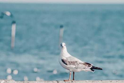 Seagull flight, Sea Bird Flying Through Blue Sky Blue sea white bright tone nature can retreat your day from everyday life living travel seascape blur blue tone background