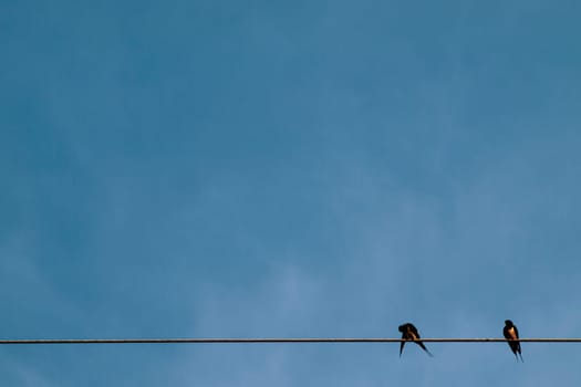 Silhouette a pair or couple of birds on electricity power lines. Clear sky in sunrise or sunset lighting background