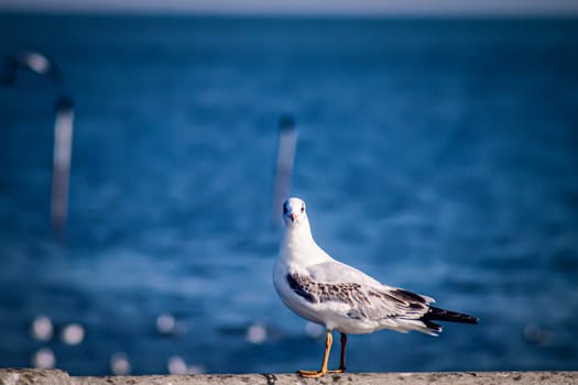 Seagull flight, Sea Bird Flying Through Blue Sky Blue sea white bright tone nature can retreat your day from everyday life living travel seascape blur blue tone background