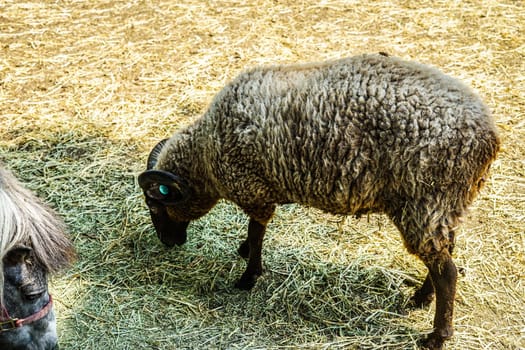 Image of sheep (sheep). Shooting Location: Yokohama-city kanagawa prefecture