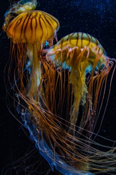 Image of jellyfish (poison jellyfish). Shooting Location: Yokohama-city kanagawa prefecture
