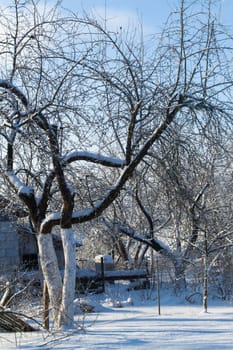 Snowy apple tree in wintertime, Belarus or Russia.