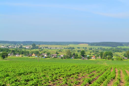 Old houses in the village, russian or belarussian vegetable garden with potatoes in front of the house, summer landscape