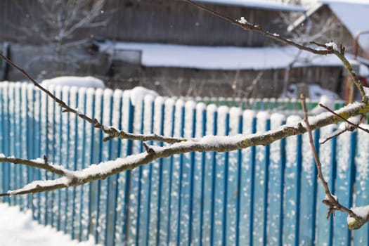 Cold winter weather, everything is frozen branch close-up and wooden blue fence in background