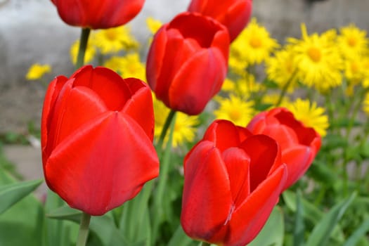 Group of red tulips in the park. Spring landscape closeup