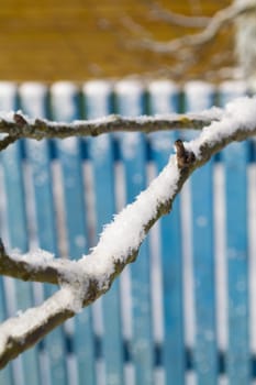 Colorful fence with branches covered with snow. Vertical image