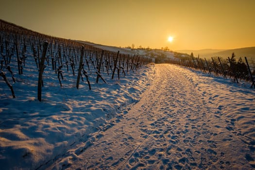 Sun back lit in vineyard landscape with winter snow scenery