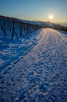 Cold winter snow with sun in a road vineyard landscape scenery
