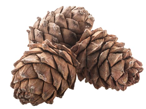 Ripe Pine cones (Pinus sibirica), a source of pignoli nuts,  isolated