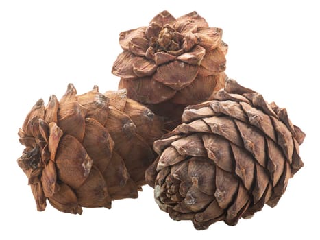 Ripe Pine cones (Pinus sibirica), a source of pignoli nuts,  isolated