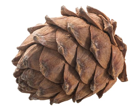 Ripe Pine cone (Pinus sibirica), a source of pignoli nuts,  isolated