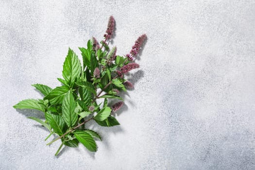 Flowering Spearmint (Mentha spicata) on grey textured backdrop w/copy space, top view