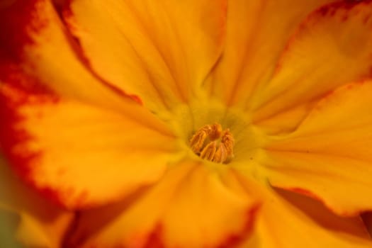 Primrose (Primula) macro