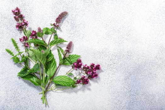 Flowering Spearmint, peppermint and oregano on grey textured backdrop w/copy space, top view