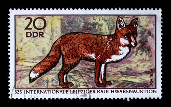 Stamp printed in GDR shows Red Fox, Vulpes Vulpes, 525th International Fur Auctions, Leipzig, circa 1970