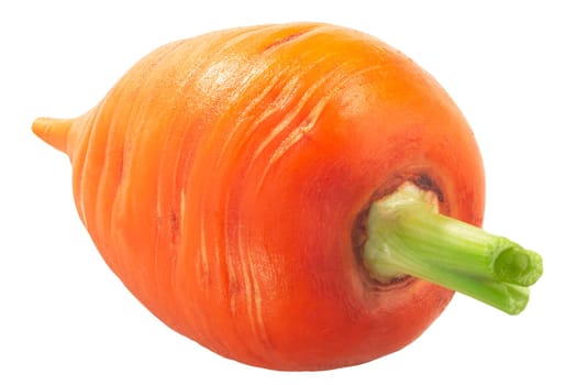 Short Rondo carrot (Daucus carota taproot) isolated