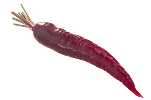 Purple Haze carrot (Daucus carota taproot) w/ tapered tip, isolated