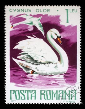 Stamp printed by Romania, show Mute swan, circa 1977.
