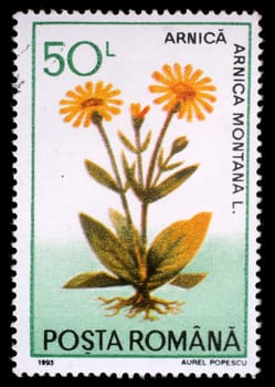 Stamp printed in Romania shows Arnica montana, herbs series, circa 1993.