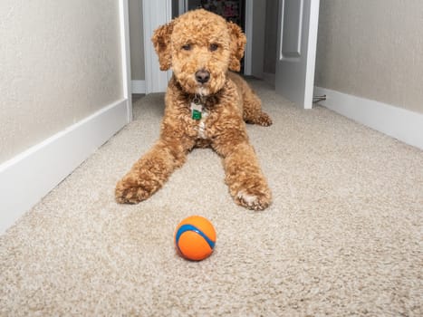 Australian Labradoodle is a mix between the Labrador Retriever, Poodle and Cocker Spaniel.