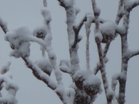 beautiful storm of cold and snow frost ice under zero ice