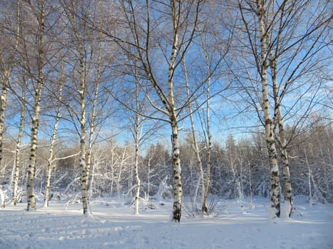 snow white cold winter beautiful ice cream trees landscape