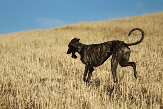 Spanish greyhound in mechanical hare race in the countryside