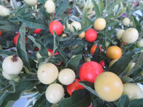 Beautiful berries of natural and fresh color