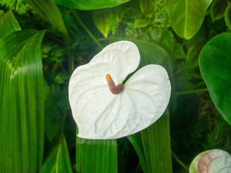 Anthurium  is a genus of about 1000 species of flowering plants, the largest genus of the arum family, Araceae.General common names include anthurium, tailflower, flamingo flower, and laceleaf.