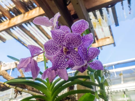 Phalaenopsis is a genus of approximately 60 species of orchids (family Orchidaceae). The abbreviation in the horticultural trade is Phal.