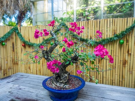 Lesser bougainvillea (Bougainvillea glabra) is the most common species of bougainvillea used for bonsai.