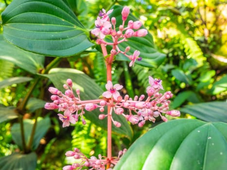 Chandelier tree (Medinilla cummingii), often spelled Medinilla cumingii, is a species of flowering plants in the family Melastomataceae, native to mossy forest of the Philippines at 700–1000 m altitude. It is a small shrub, 1–2 m in height, with ternate or quaternate leaves, and many-flowered, pendant panicles up to 25 cm long. Fruits are 5–7 mm in diameter, pink to purplish to bluish-black when ripe.