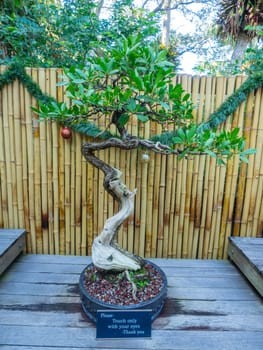 Buttonwood (Conocarpus erectus) is a mangrove shrub in the family Combretaceae.