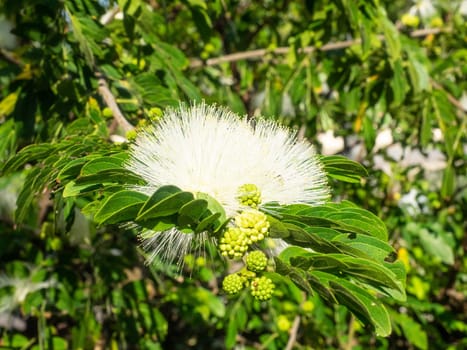 Powder puff tree (Calliandra haematocephala) is a species of flowering plants of the genus Calliandra in the family Fabaceae.