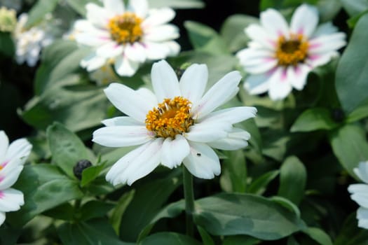 Flowers exposed on Floraart, 51 international garden exhibition in Zagreb