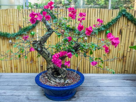 Lesser bougainvillea (Bougainvillea glabra) is the most common species of bougainvillea used for bonsai.