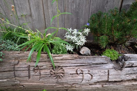Typical flower decoration at on of the old wooden houses in Petschied village near Luson, Northern Italy