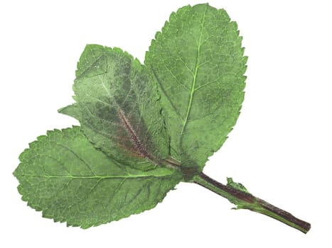 Dried flattened Peppermint leaves (Mentha piperita), isolated, top view
