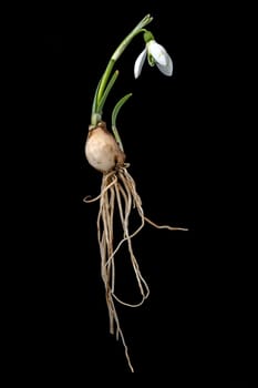 Complete single snowdrop with flower, leaves, roots and onion isolated on black